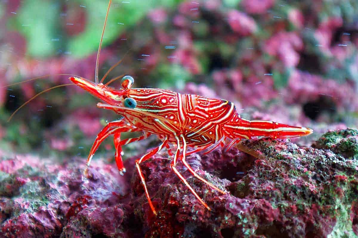 Camel Shrimp