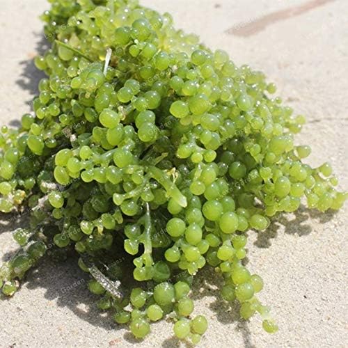 Grape Caulerpa Macro Algae