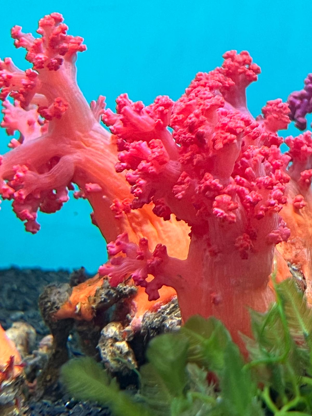 Red Cauliflower Coral