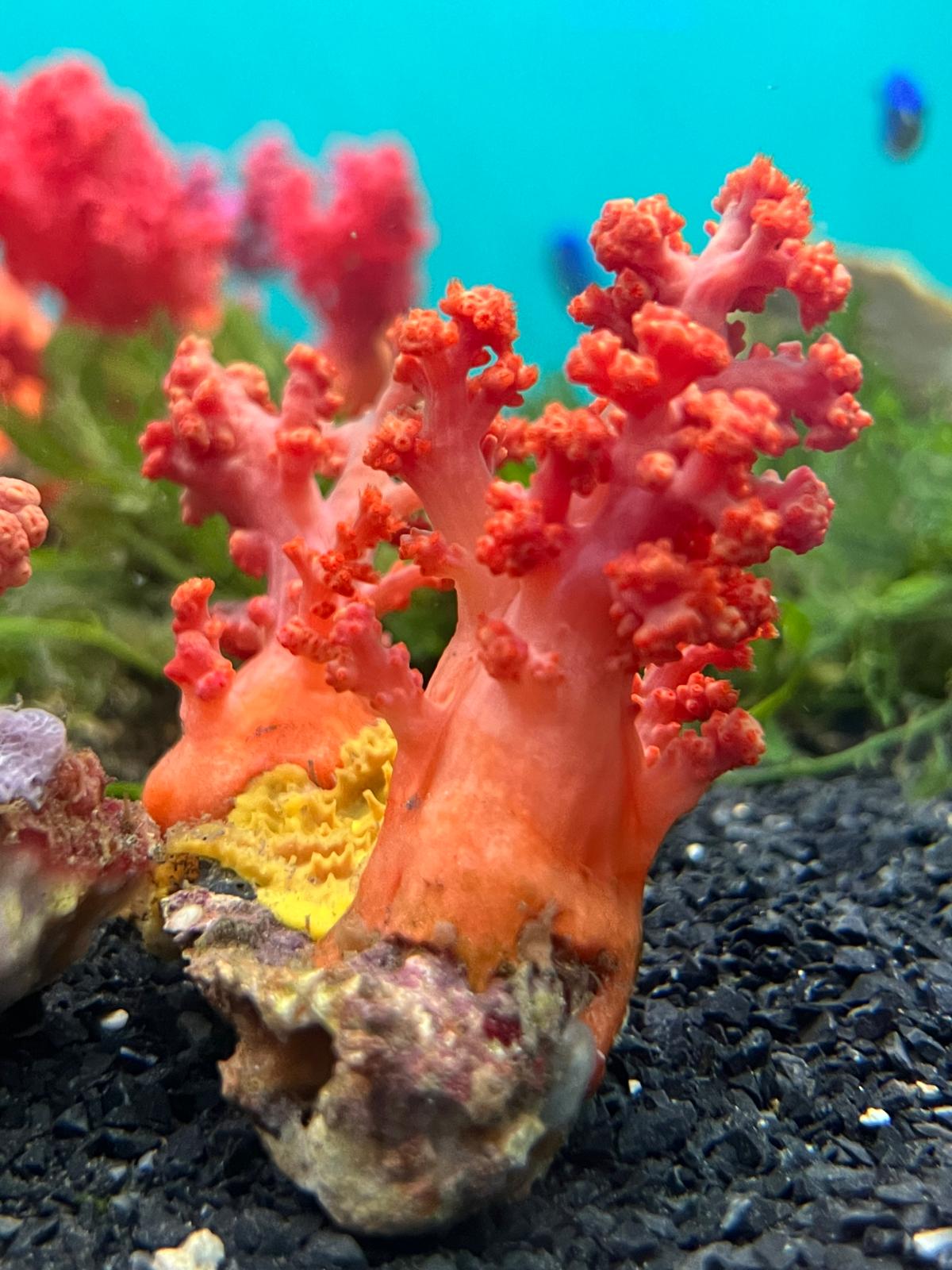 Red Cauliflower Coral