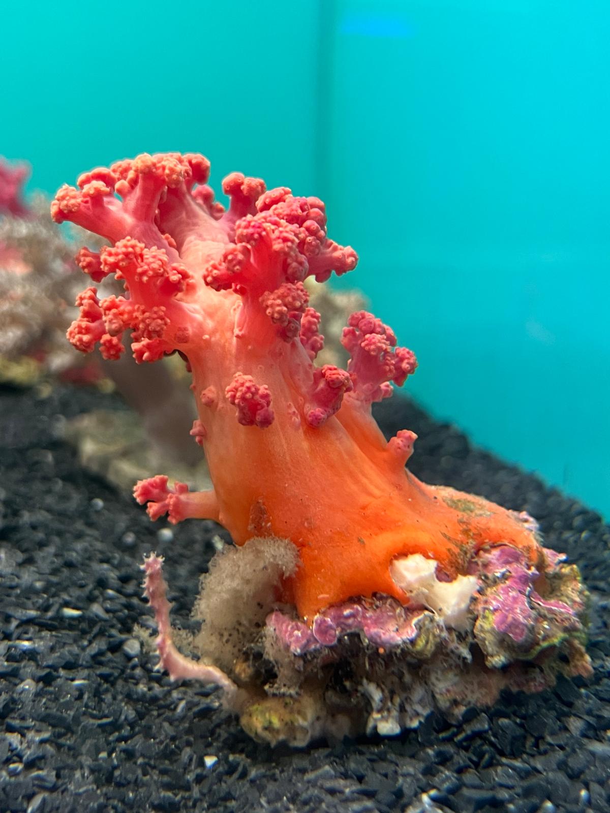 Red Cauliflower Coral
