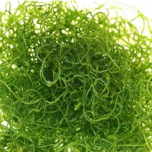 Cheatomorpha Macro Algae