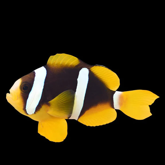Clarkii Clownfish