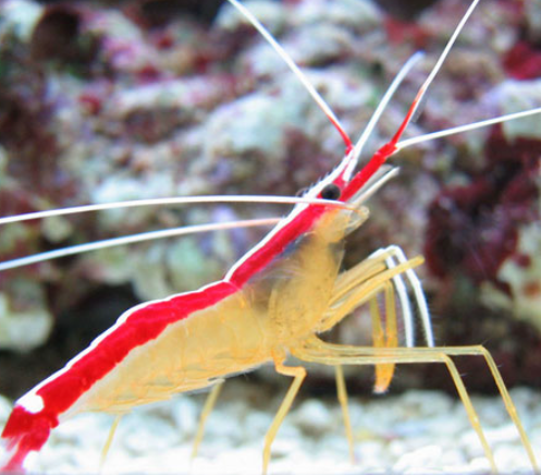 Cleaner Shrimp