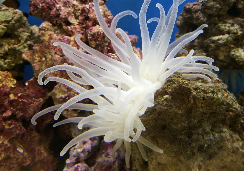 Condy Anemone (Super White)