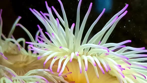 Condy Anemone with Purple Tips