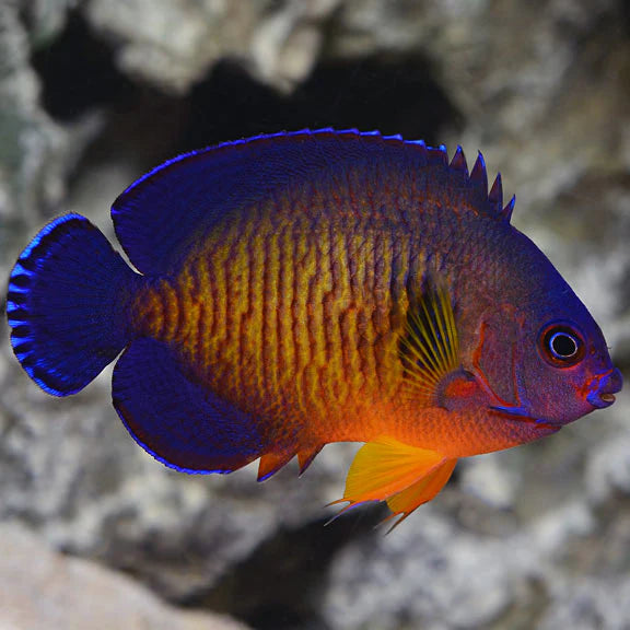 Coral Beauty Angel