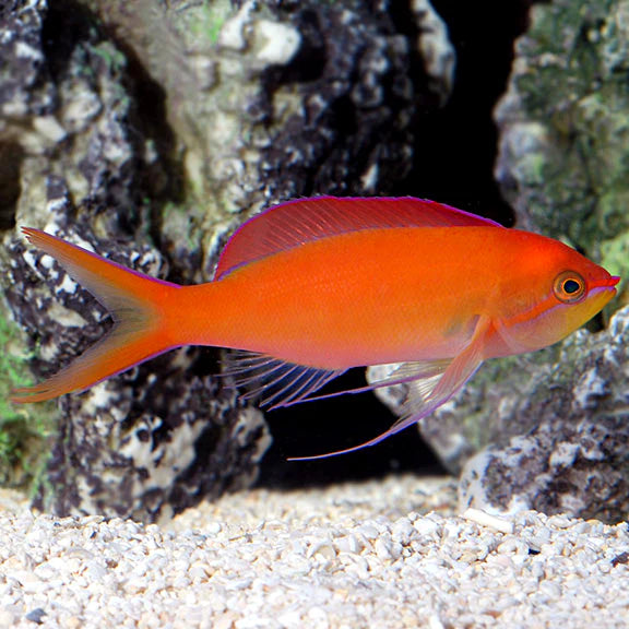 Disphar Anthias