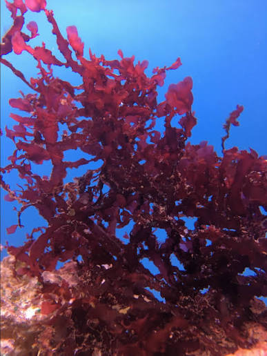 Dragon Breath Macro Algae