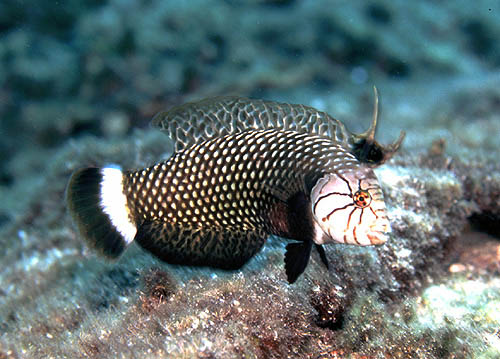 Dragon Wrasse