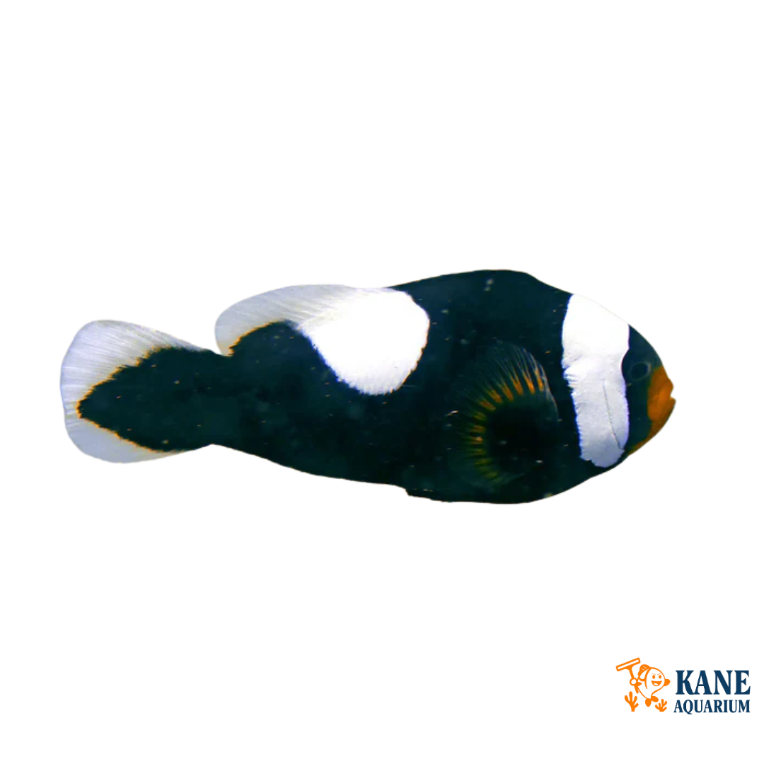 Saddleback Clownfish