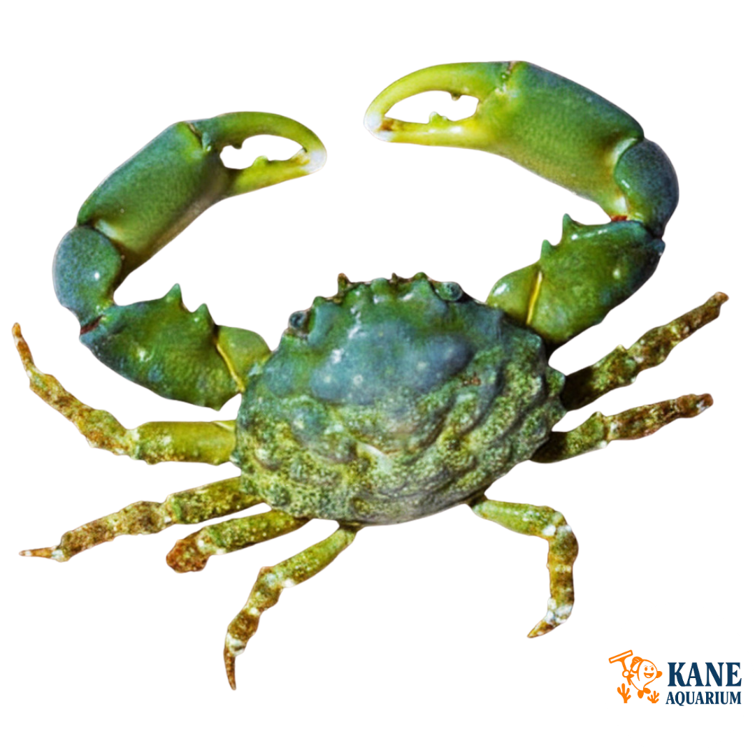 Green Emerald Crabs