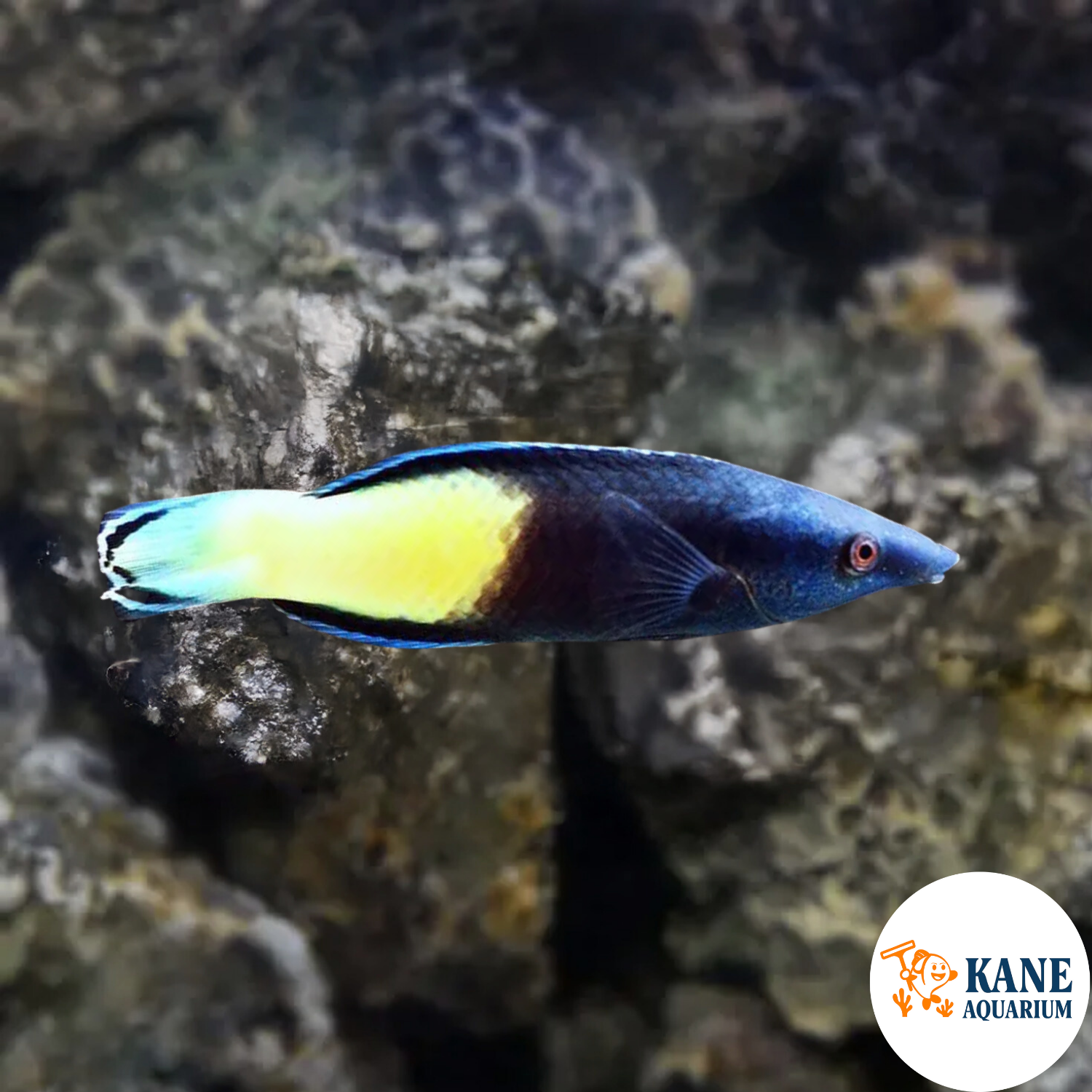 Bi-Color Cleaner Wrasse