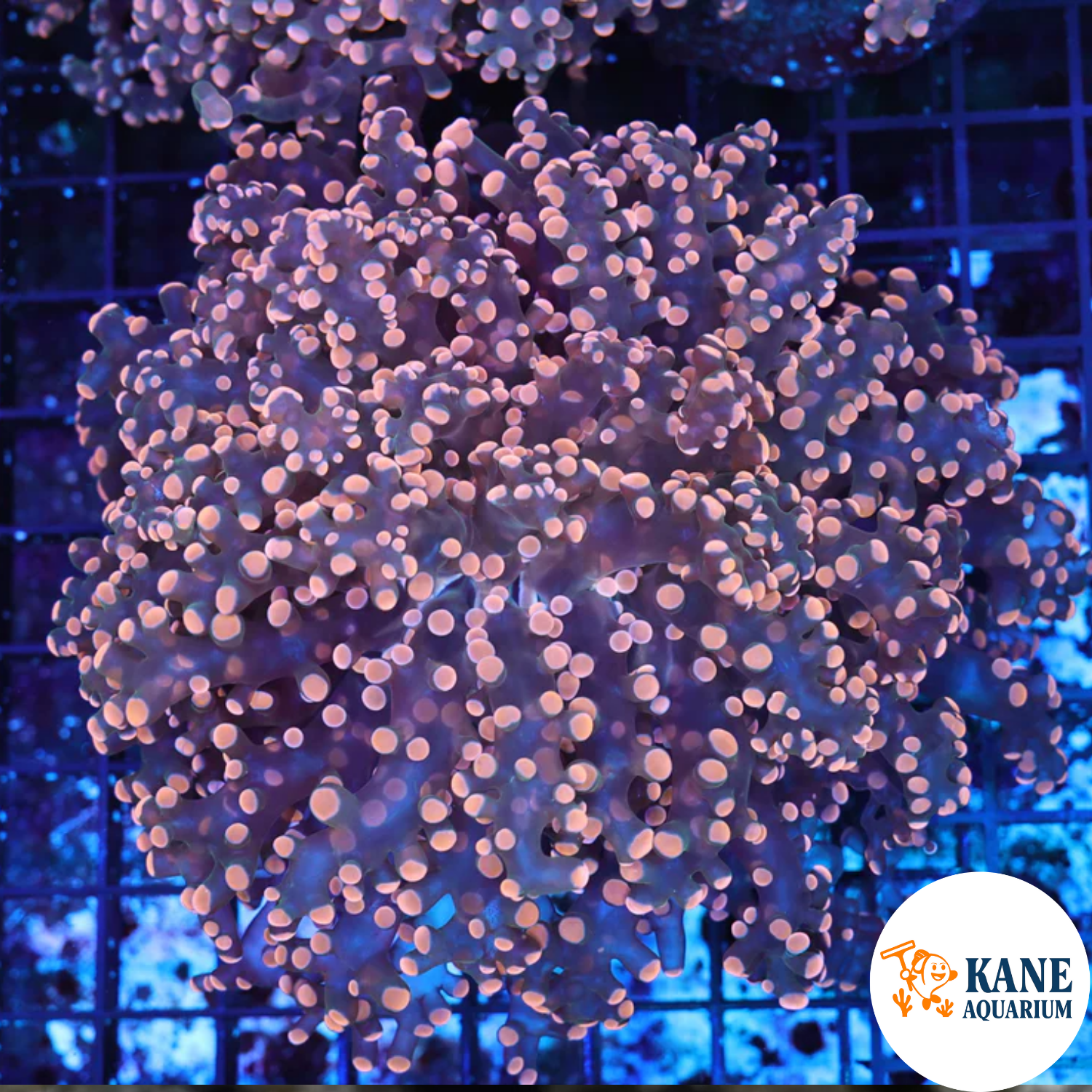 Pink Frogspawn colony