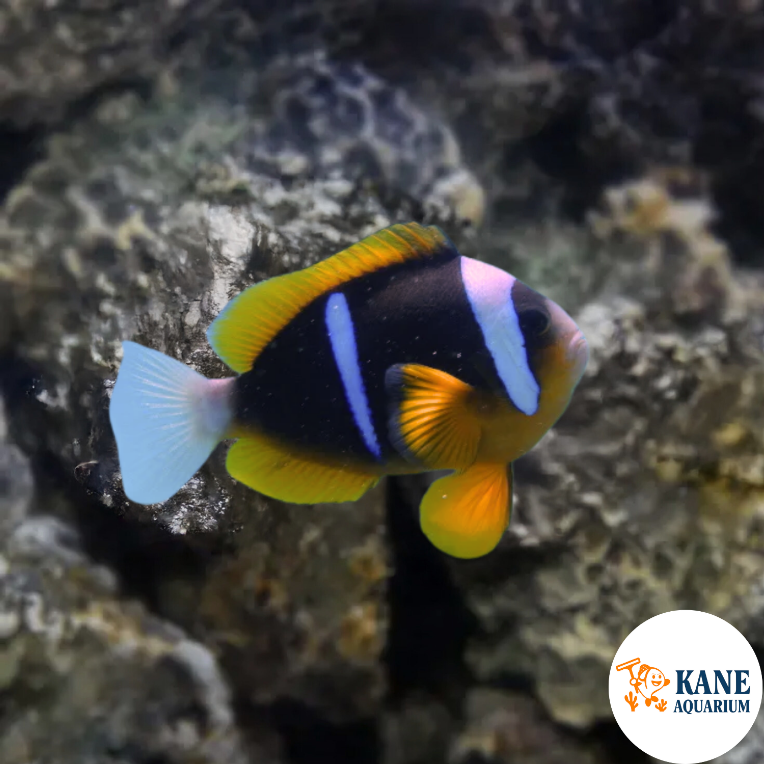 Allard Clownfish