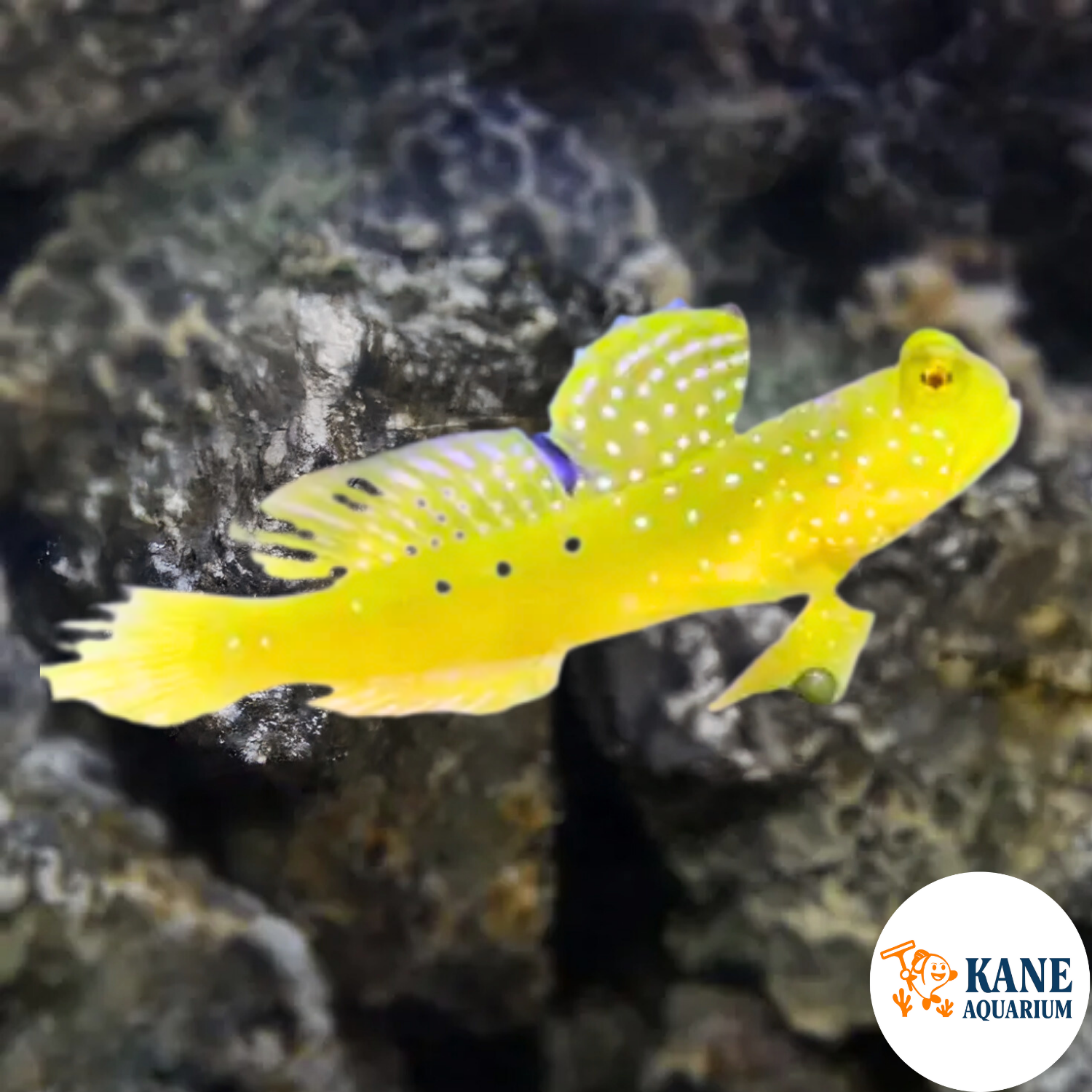 Yellow Watchman Goby