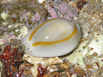 Dwarf Cowrie Snail