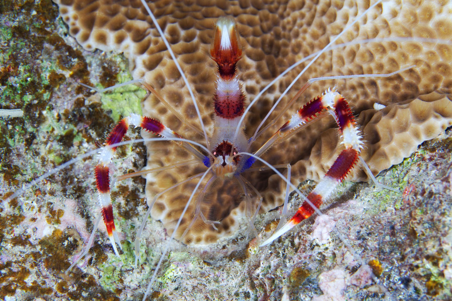 Boxing shrimp