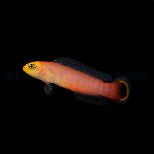 Elongated Dottyback
