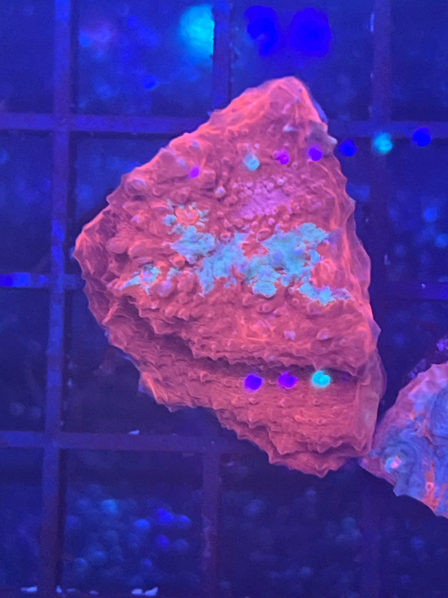 Red Chalice Frag