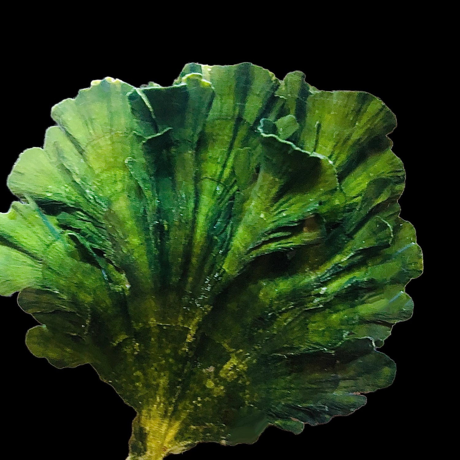 Mermaid Fan Macro Algae
