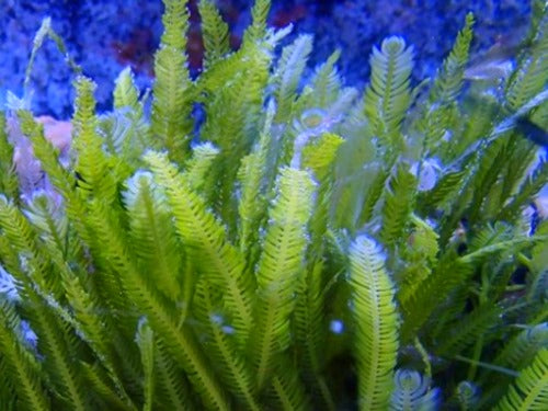 Feather Macro Algae