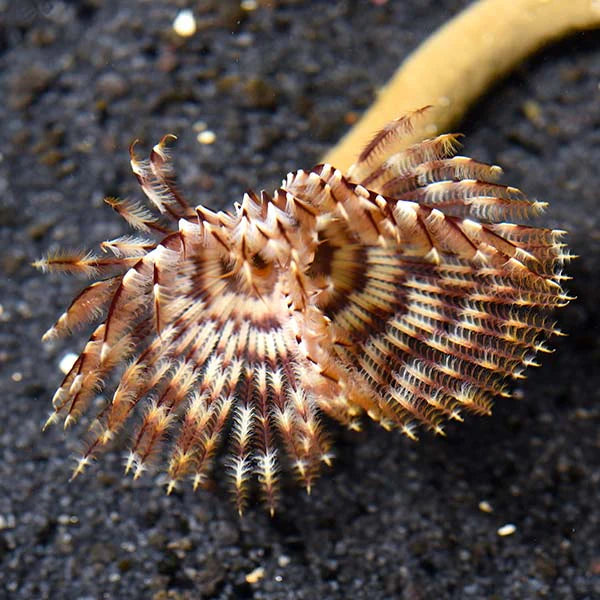 Feather dusters