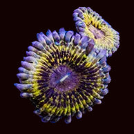 Gold Chiquita Zoanthid