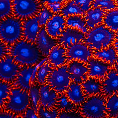 Fire and Ice Zoa