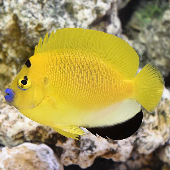 Flagfin Angel (3 spots Angel)