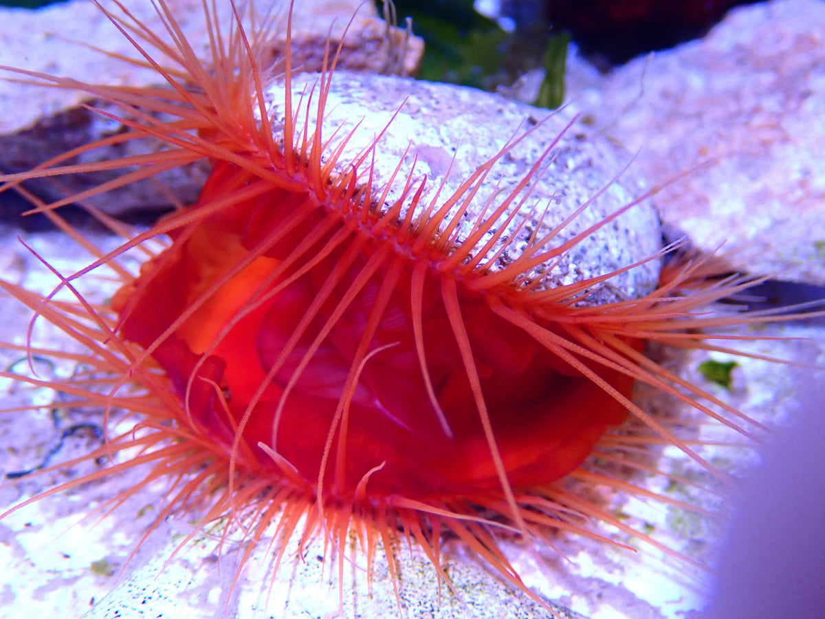 Flame Scallop