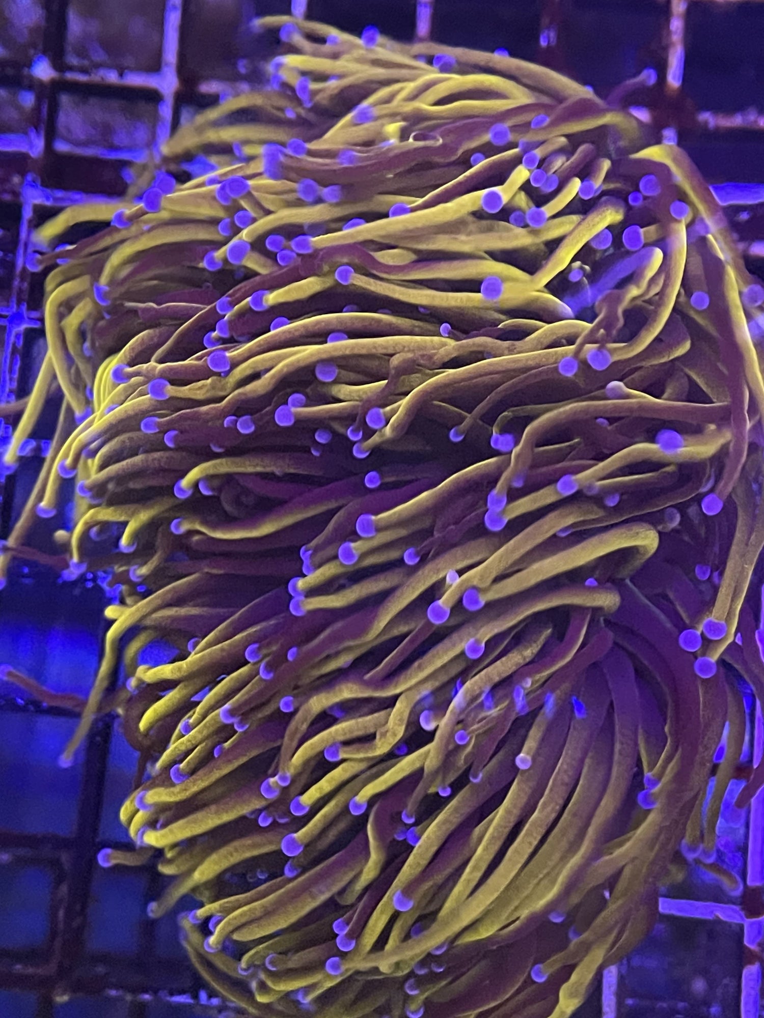 New York Knicks - Gold torch with blue tips