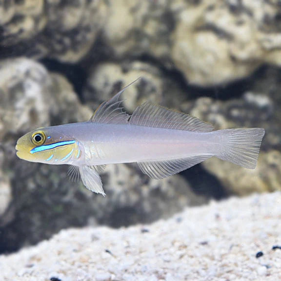 Gold head sleeper goby