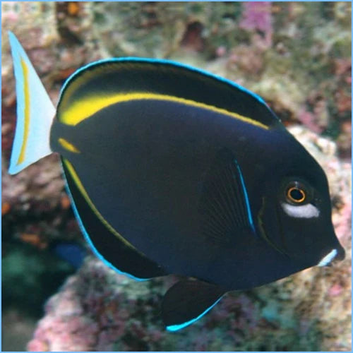 Gold Rimmed Tang