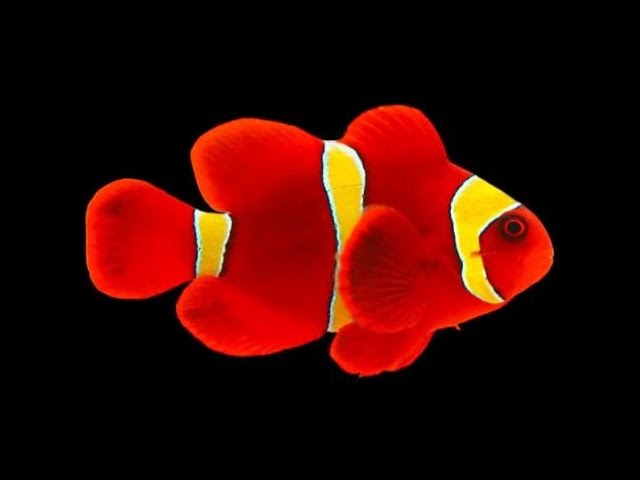 Goldstripe Red Maroon Clownfish