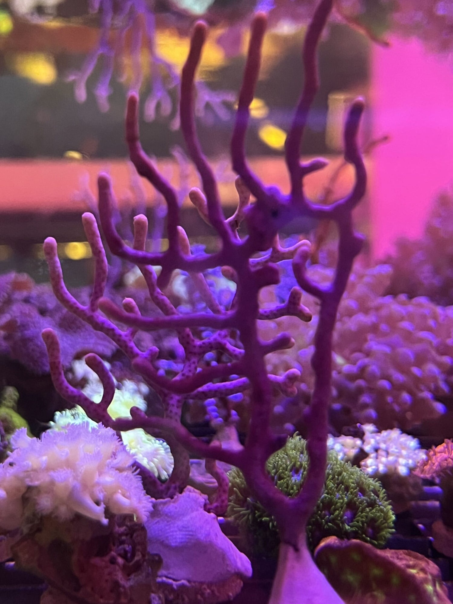 Gorgonian Seafan Purple