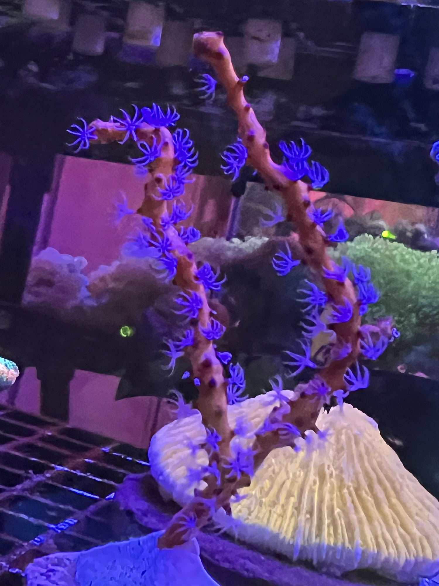 Gorgonian Orange stem with White Polyps