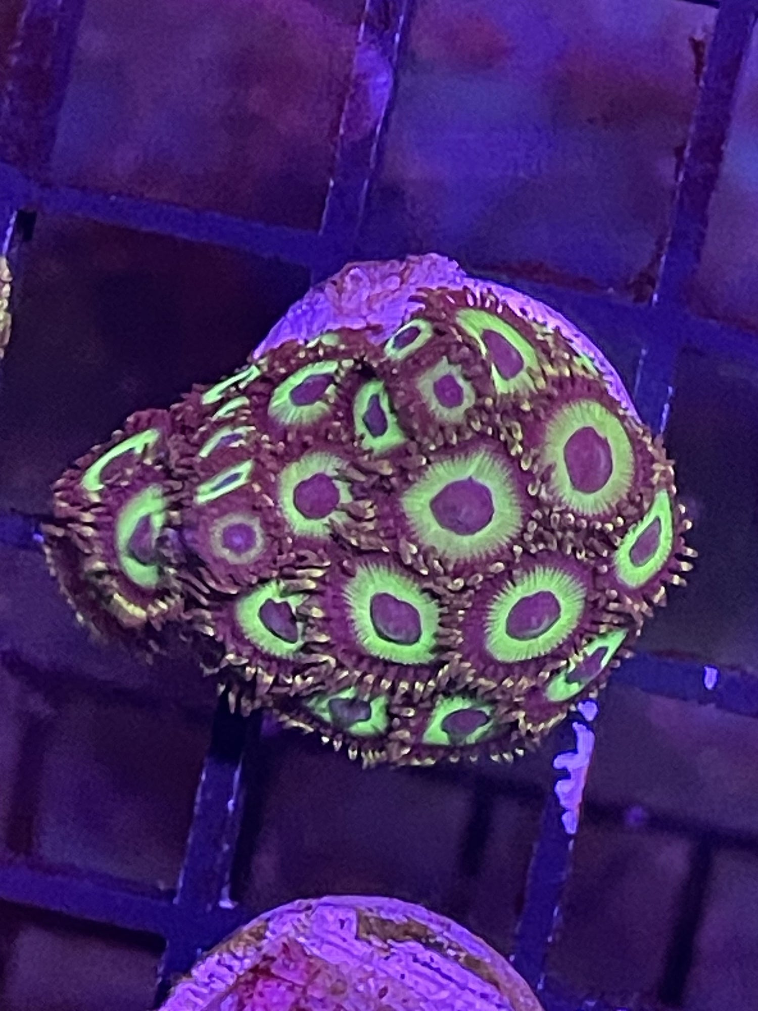 Green zoas