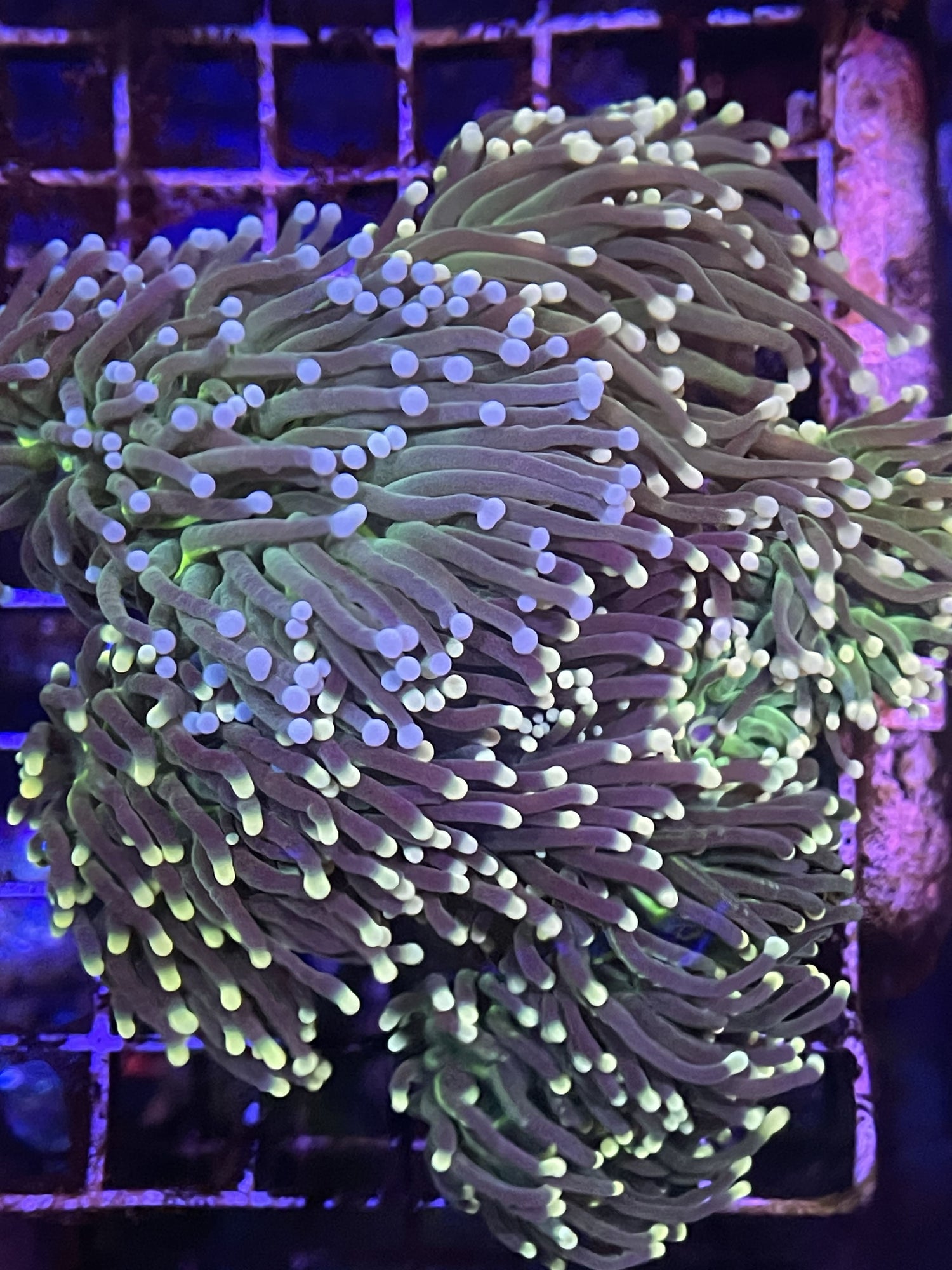 Green Torch with Blue or Yellow Tips