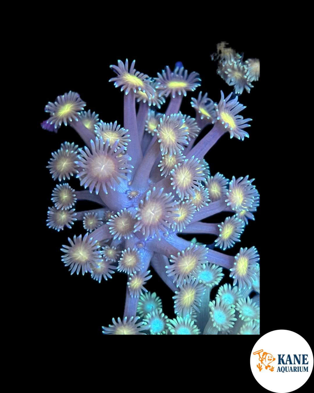 Green Goni with yellow tips Frag