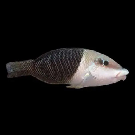 Half Black Wrasse