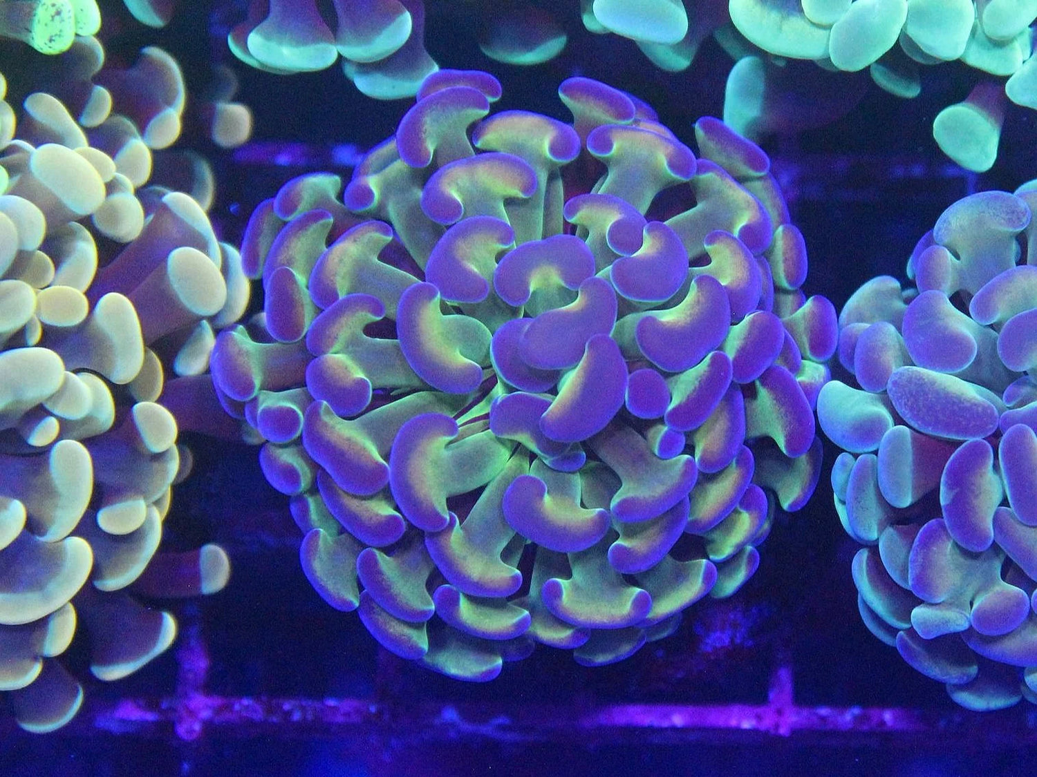 Hologram Hammer