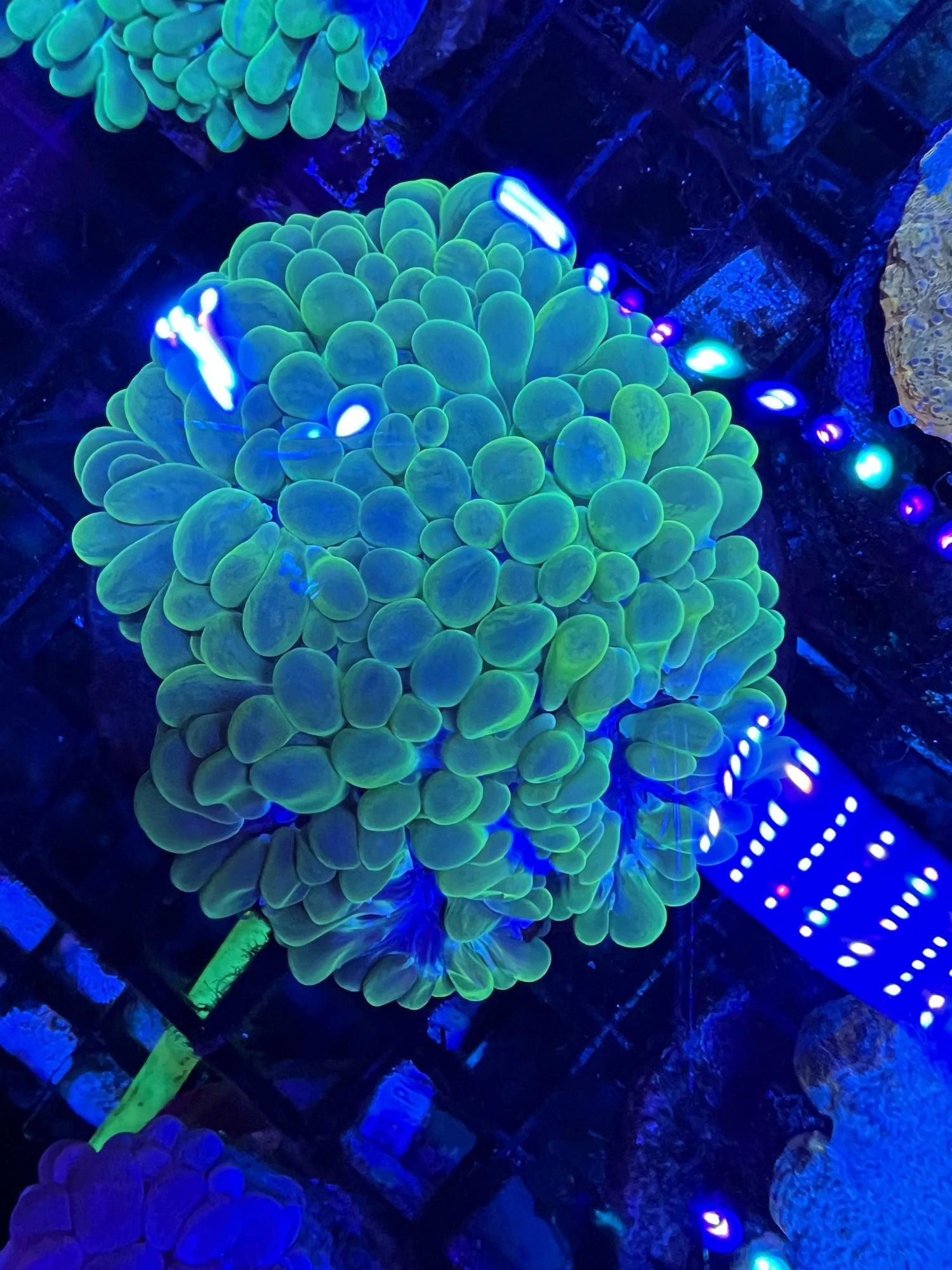 Bubble Coral Blue/Green
