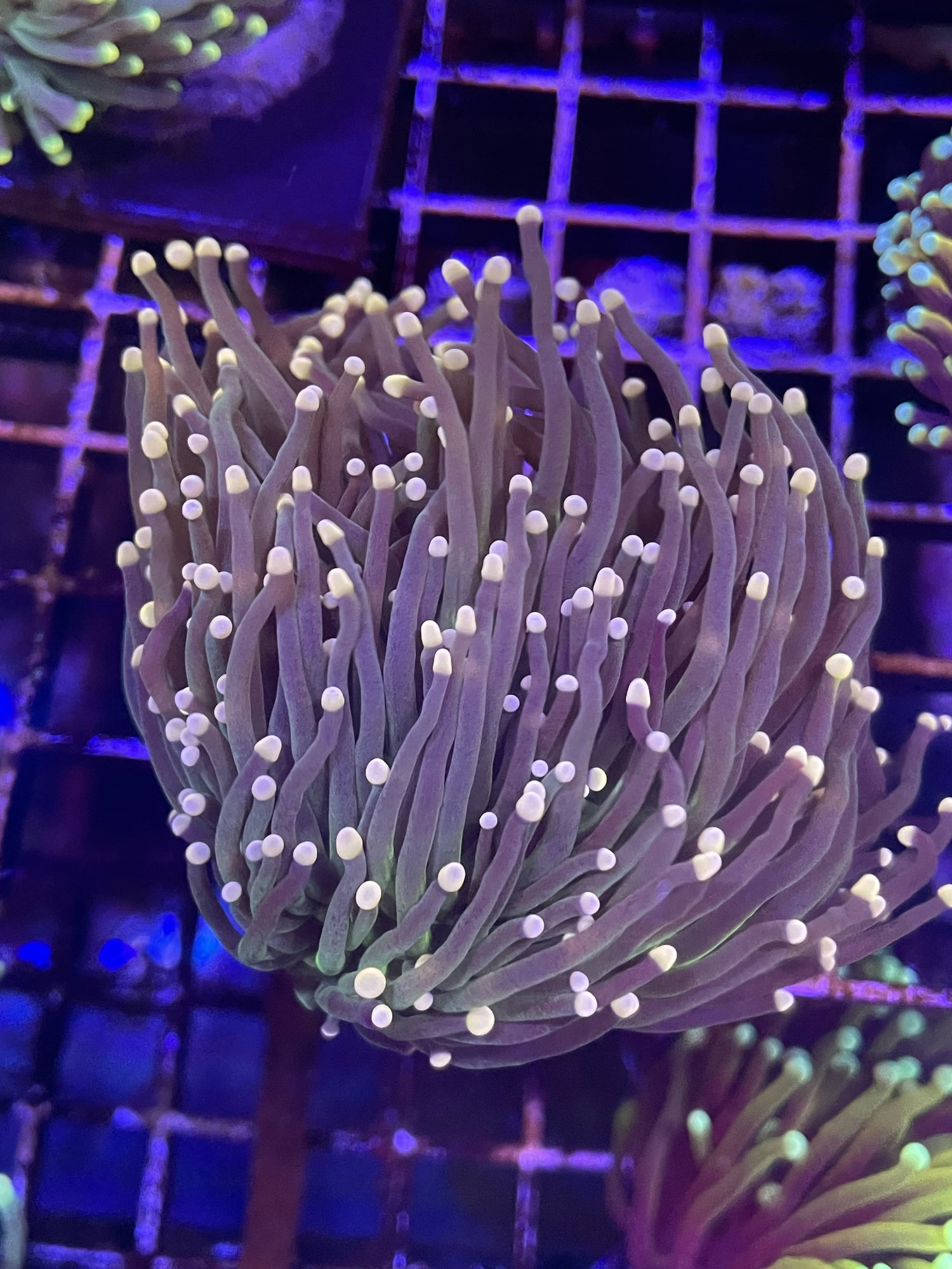 Green Torch with Pink Tips