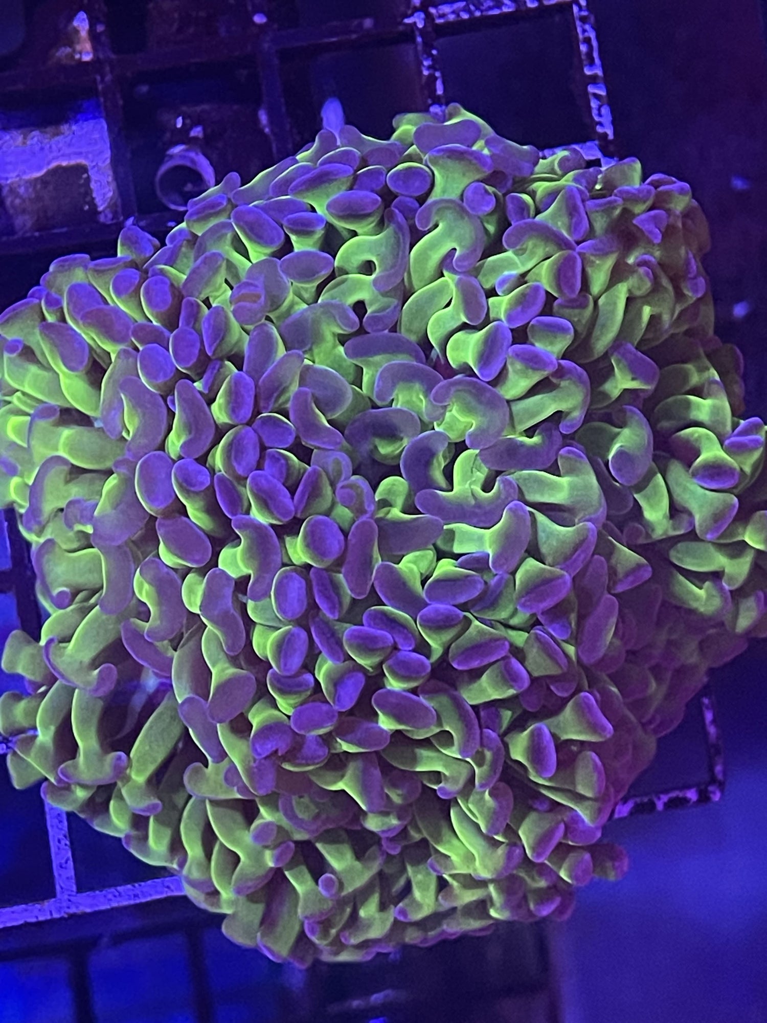 Green Hammer with blue tips