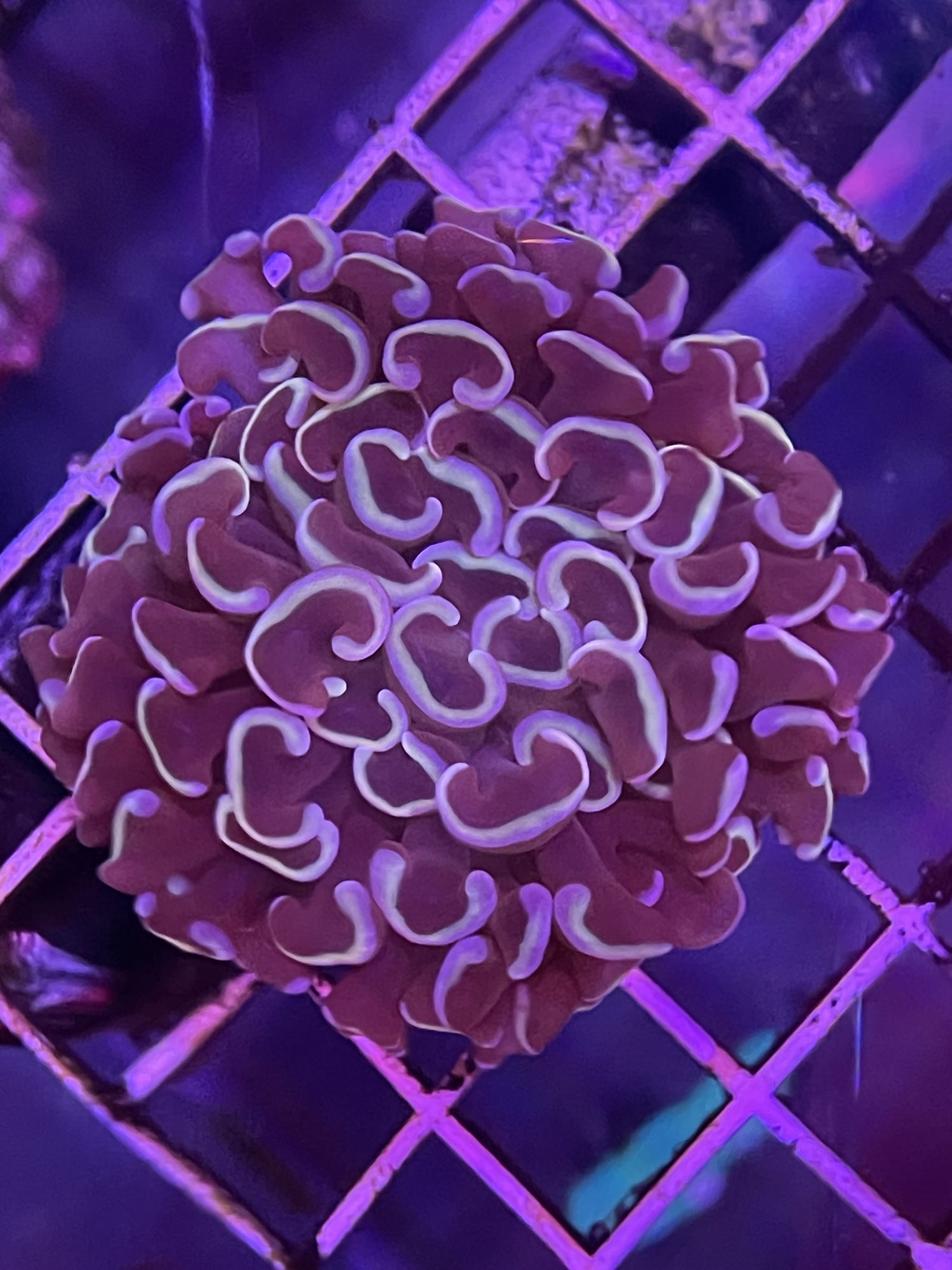 Purple hammer with green Tips