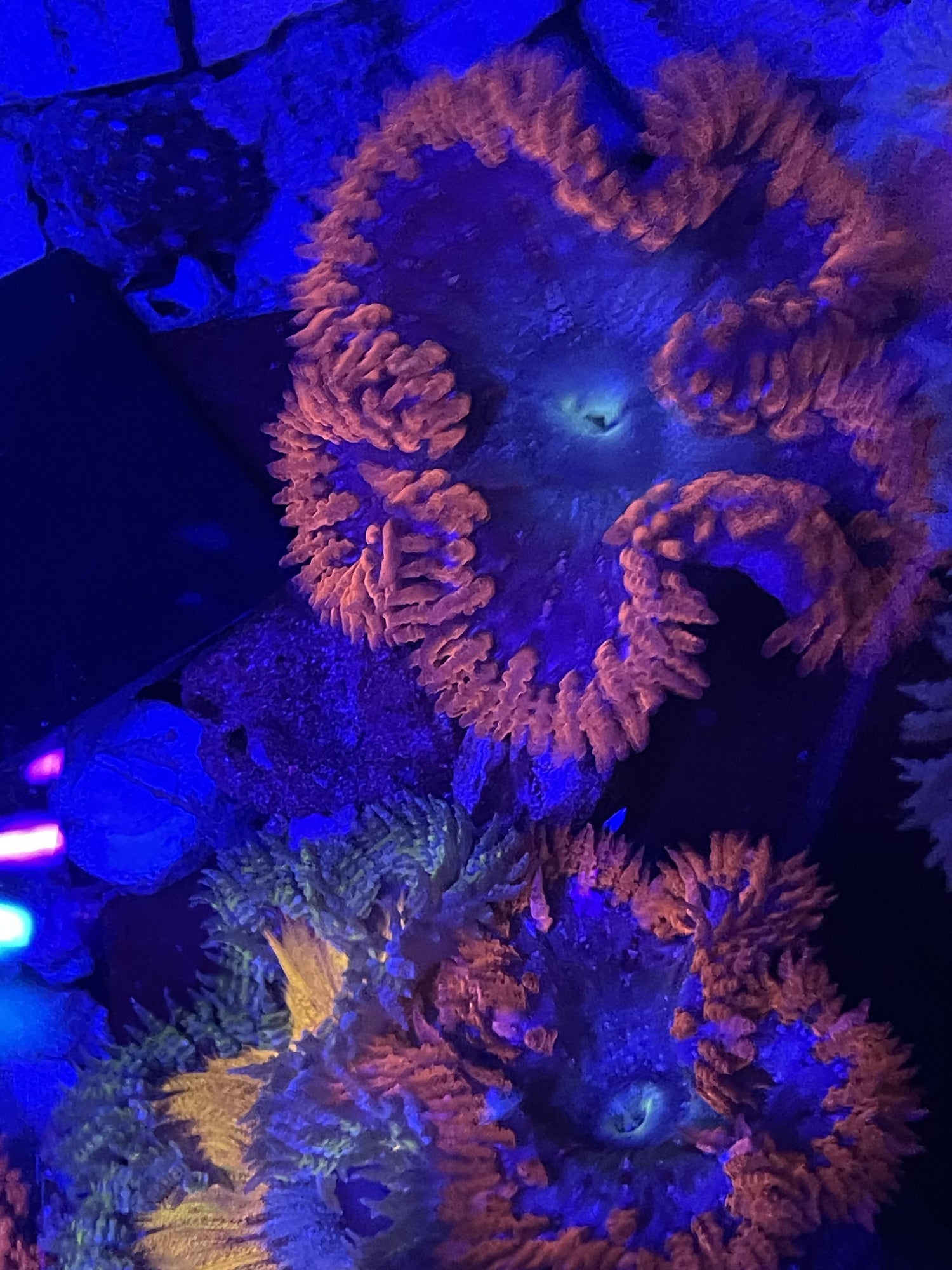 Rock Flower Anemones (L)