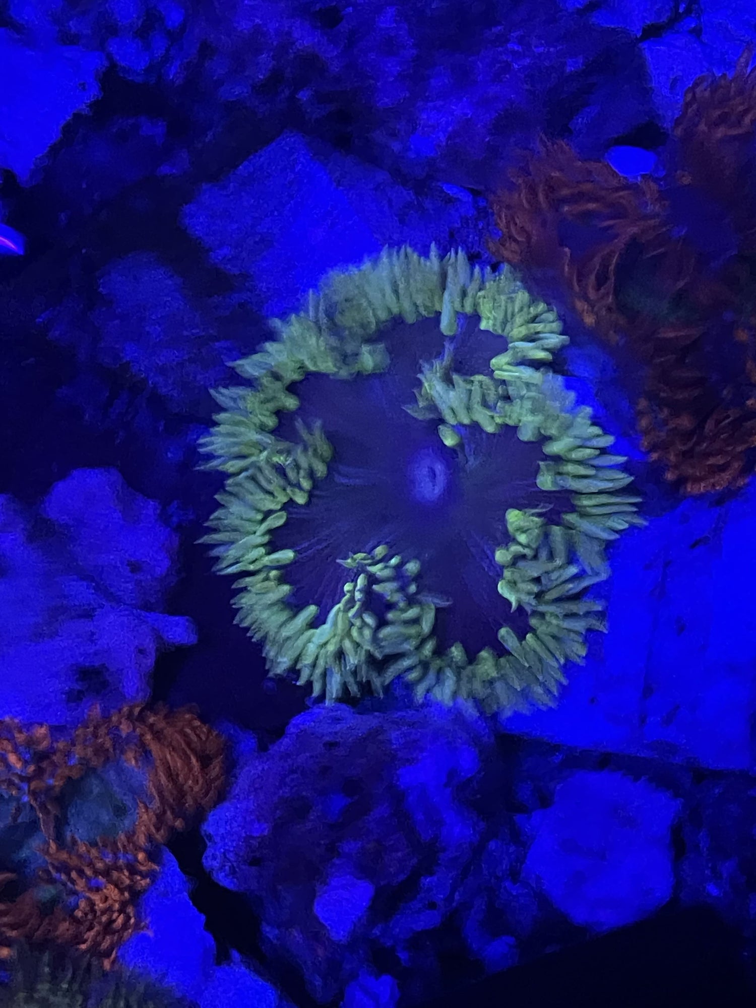 Rock Flower Anemones (L)