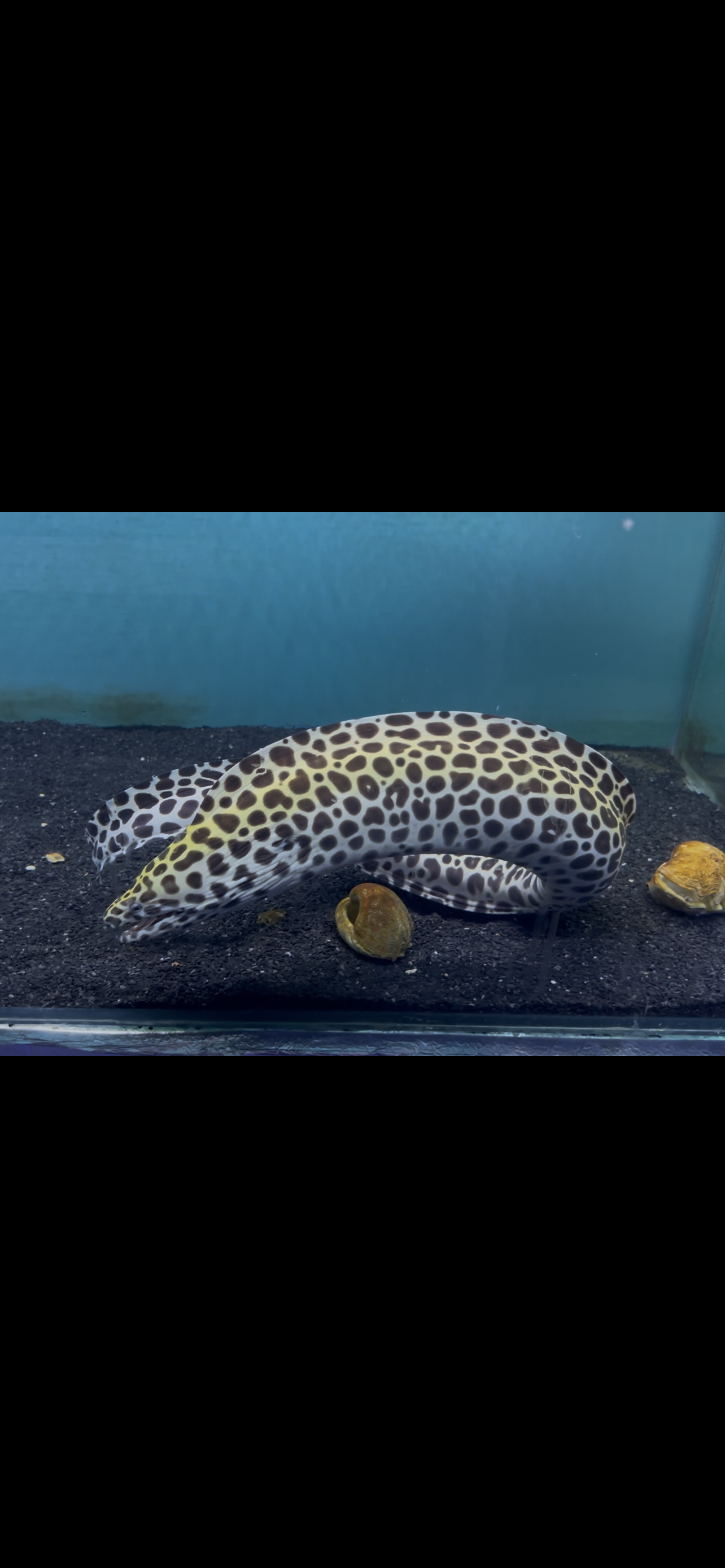 Leopard (Yellow Head) Eel