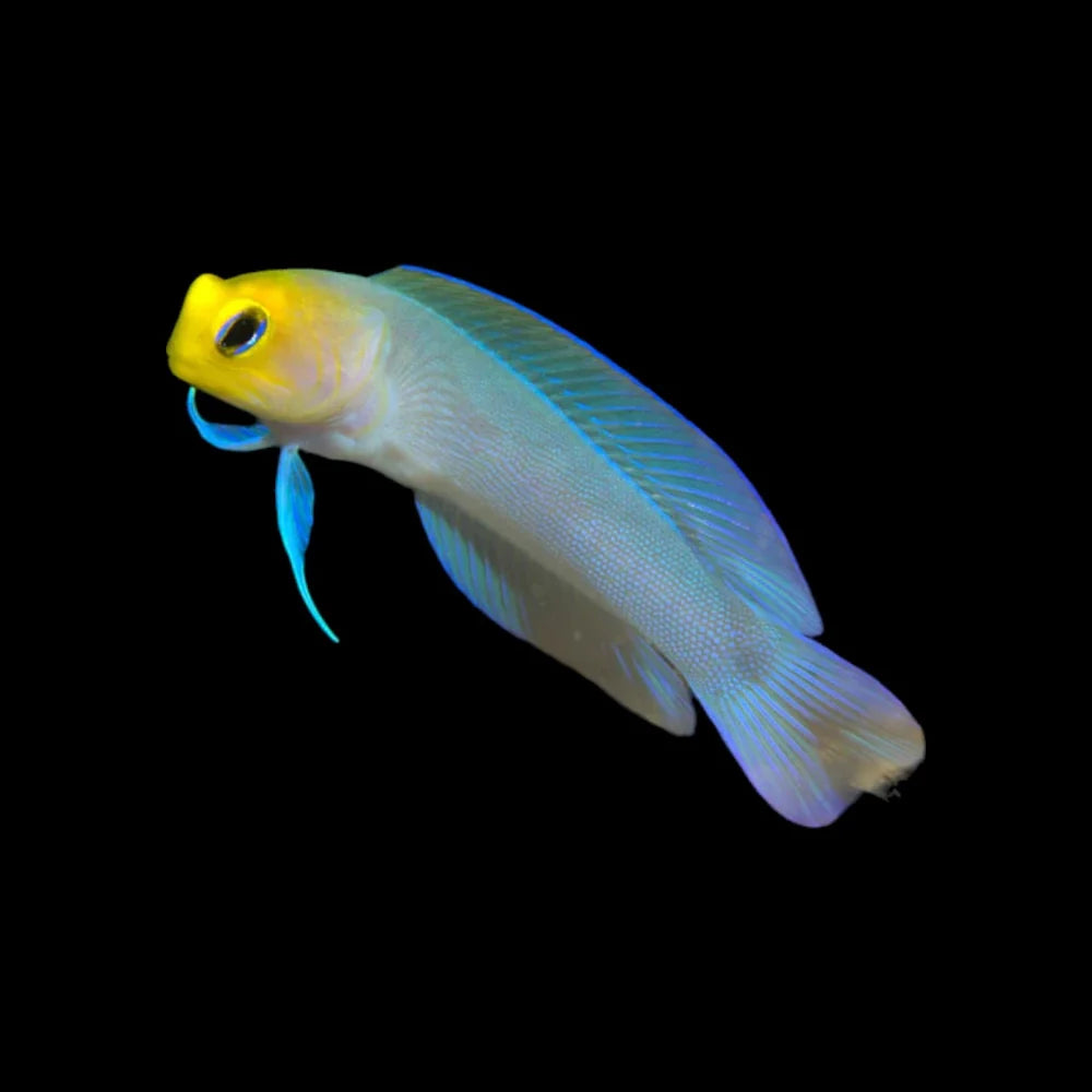 Yellowhead Jawfish